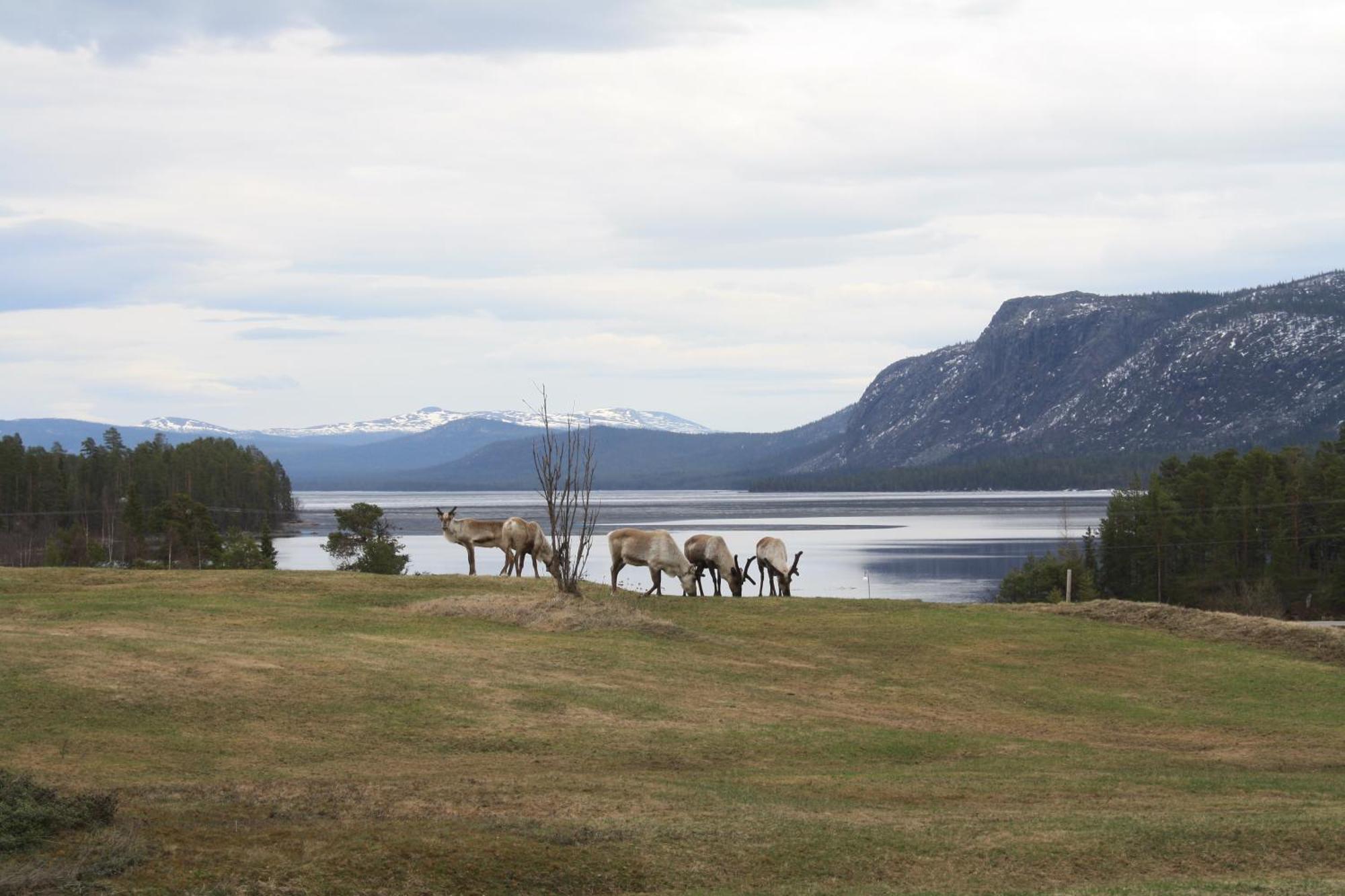 Årrenjarka Mountain Lodge Kvikkjokk Bagian luar foto
